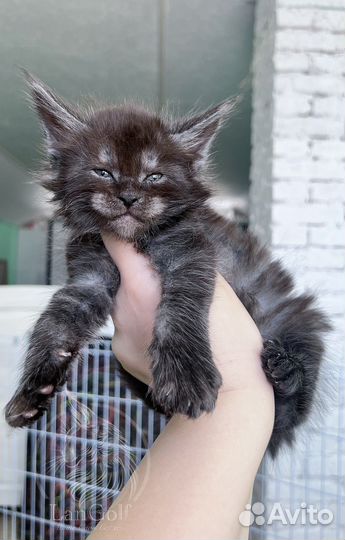 Мейн-кун котята