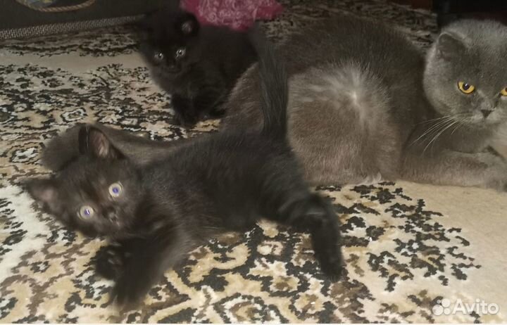 Котики в дар