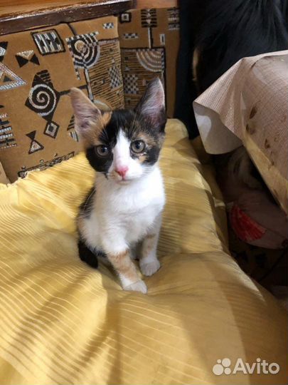 Котенок в добрые руки