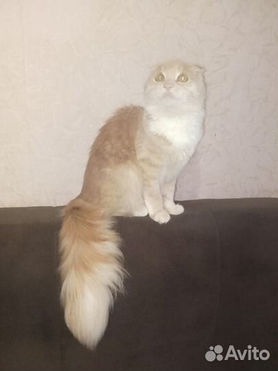 Шотландская кошка вислоухая