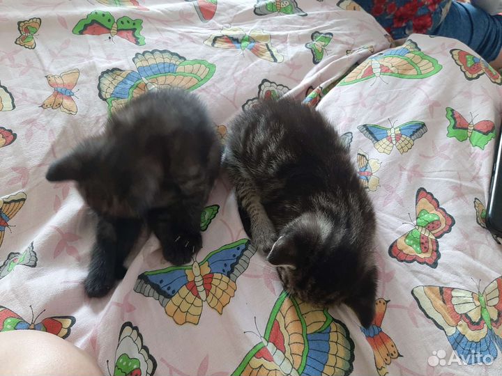Котята