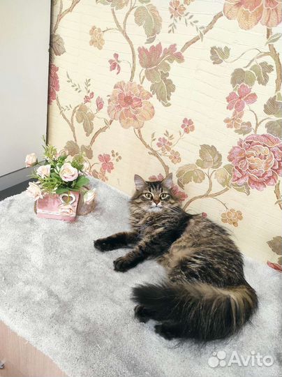 Кошечка Василиса