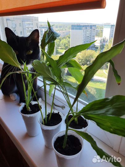 Спатифиллум женское счастье