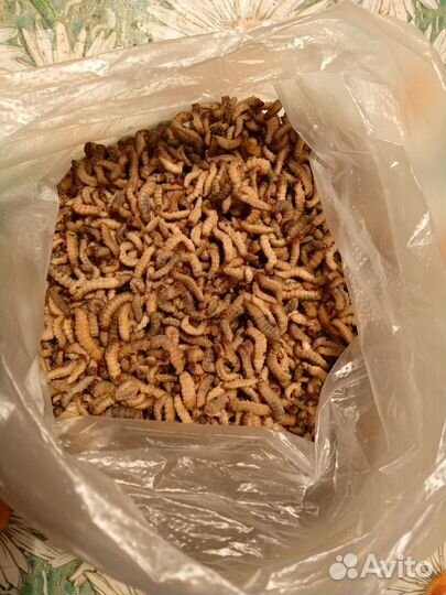 Личинки восковой моли