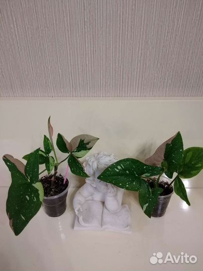 Сингониумы сортовые