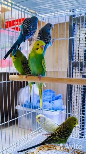 Волнистый попугай клетки