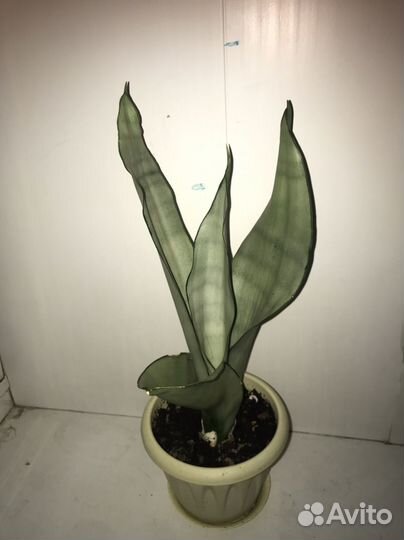 Сансевиерия