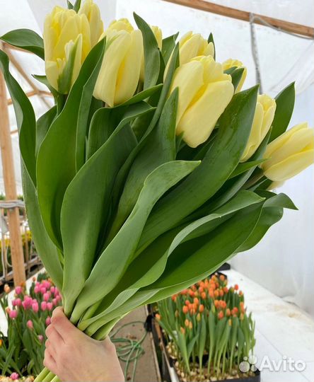 Тюльпаны к 8 марта