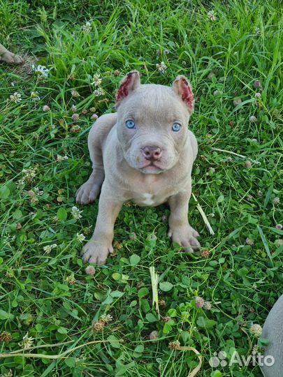 Продажа щеноков американских булли