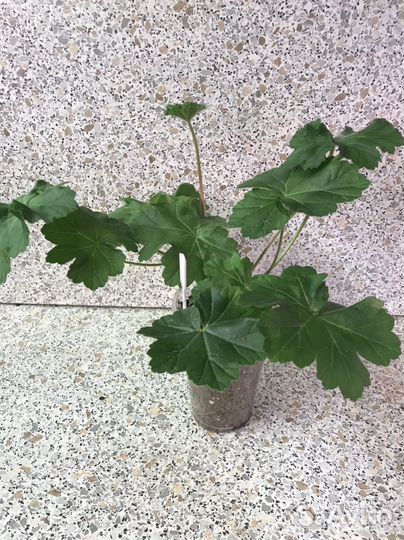 Пеларгонии коллекционные сорта