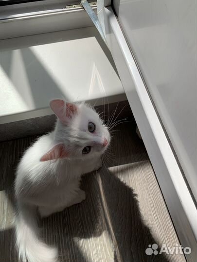 Котенок турецкой ангоры