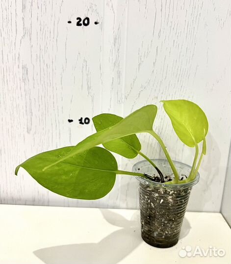 Сциндапсус, эпипремнум