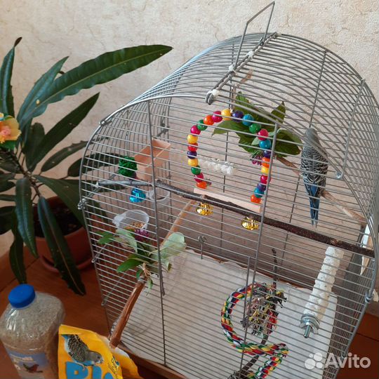 Волнистый попугай 3 мес девочка с клеткой