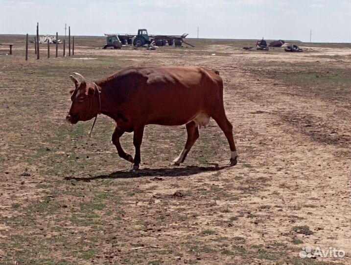 Коровы с телятами