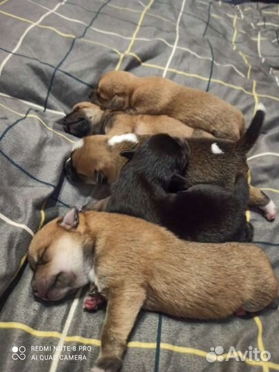 Той-терьер щенки