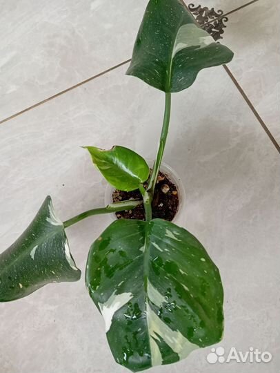 Филодендрон Ред эмеральд вариегатный, Вайт Визард