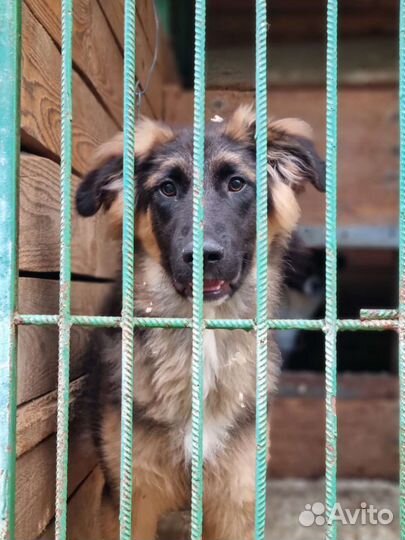 Крупный, добрый щенок скучает в приюте