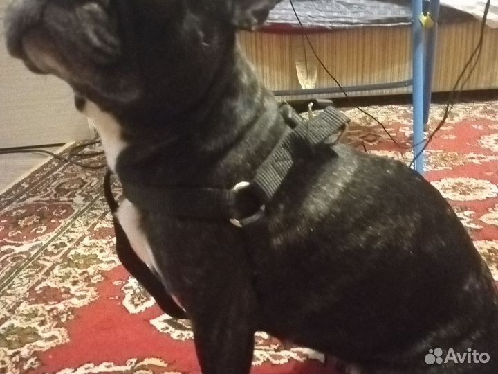 Шлейка для средней собаки