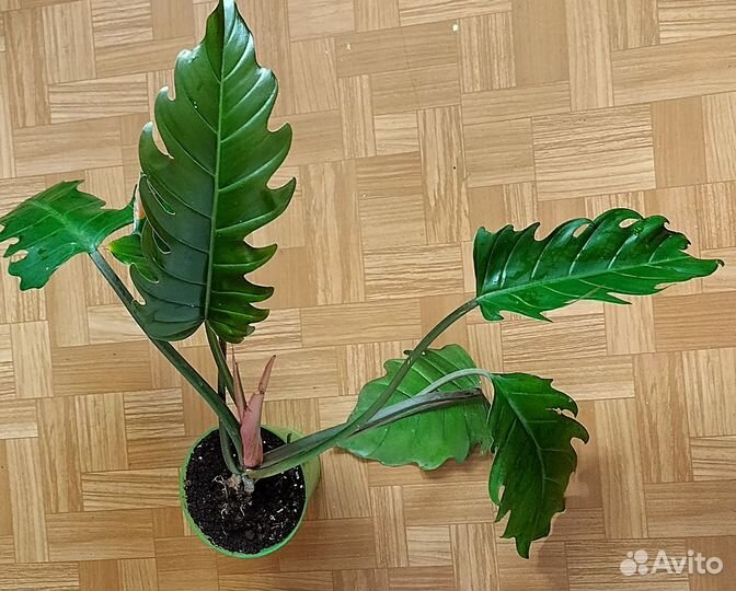 Филодендрон Зелёная Карамель Плуто