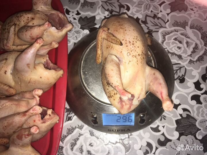 Инкубационное яйцо перепела техасец утяжеленный