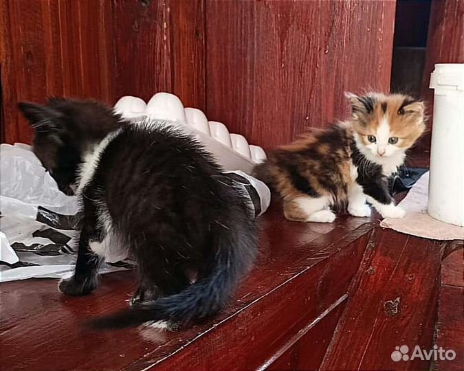 Котята Турецкий Ван