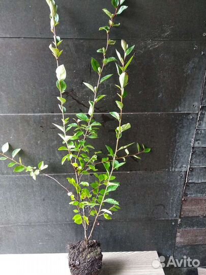 Кизильник блестящий