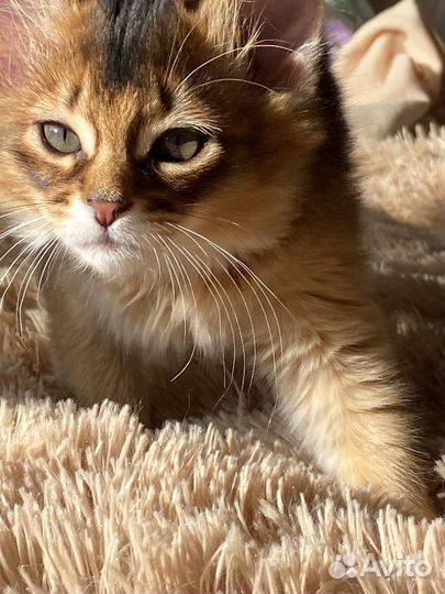 Сомалийские котята