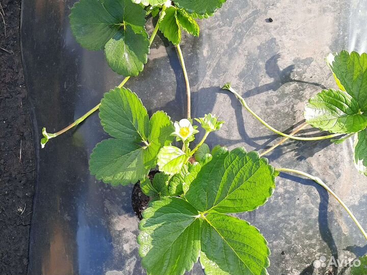 Рассада клубники