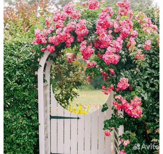 Розы в ассортименте