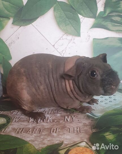 Морская свинка