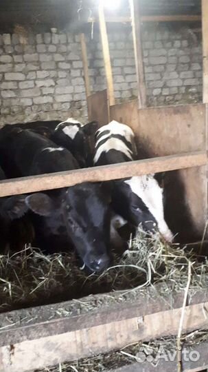 Бычки,телушки