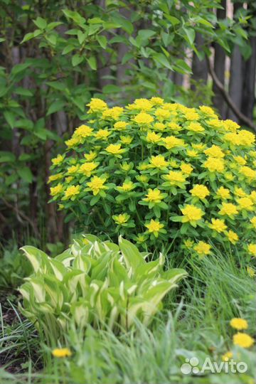 Молочай многоцветковый