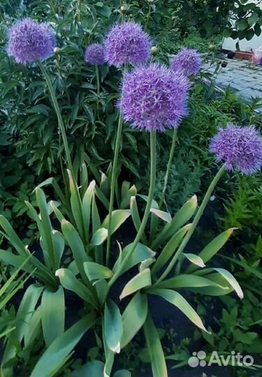 Луки декоративные