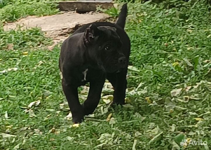 Кане Корсо РКФ