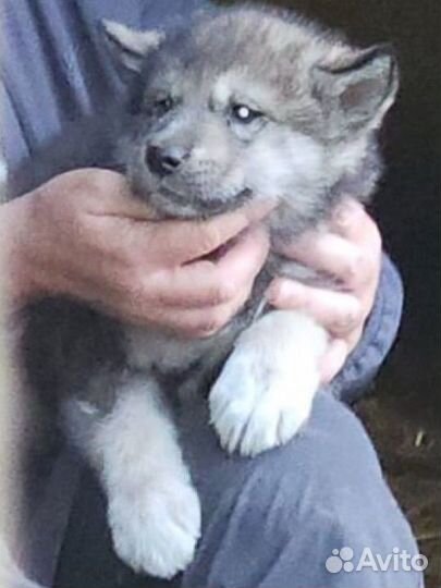 Щенки вольфхунда