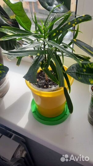 Кодиеум кротон