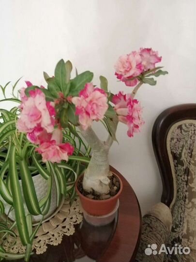 Адениум роза пустыни