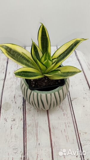 Жаклин,Фикус Лировидный (Ficus lyrata) -Нефролепис