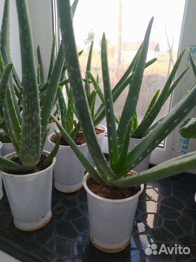 Алоэ вера. Лист алоэ