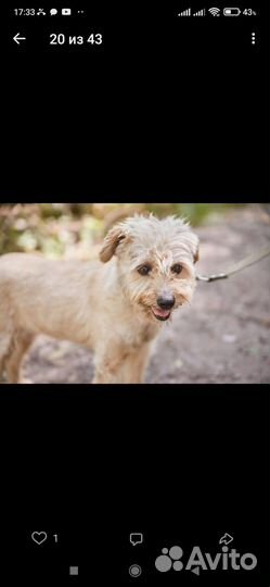 Симпатичная мелкая собачка попала в отлов