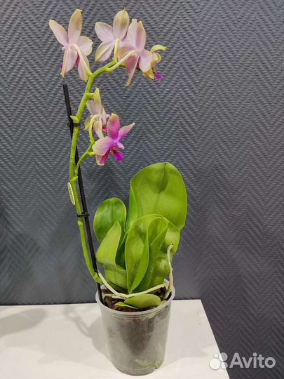 Орхидея Лиодоро