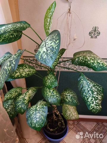 Диффенбахия