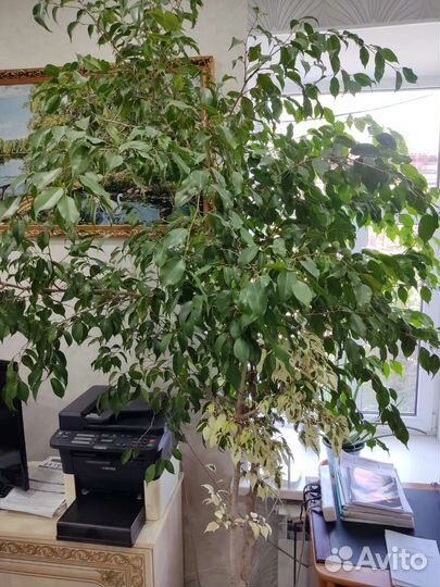 Фикус бенджамина двухцветный