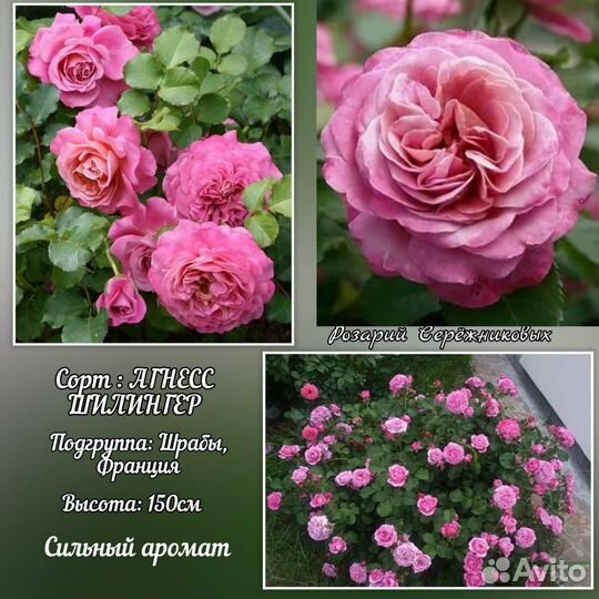 Розы кустовые Саженцы роз зкс шрабы