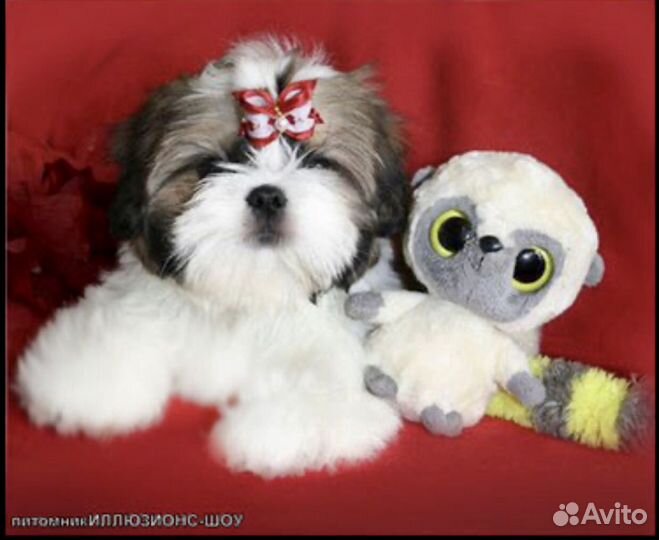 Ши-тцу кукольные щеночки мини, микро и стандарт