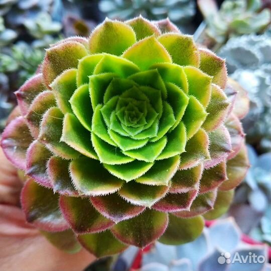 Суккуленты редкие Эониумы новое