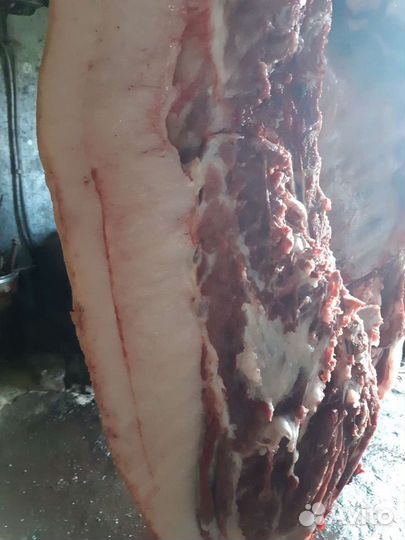 Свинина домашняя, есть шпиковые кондиции