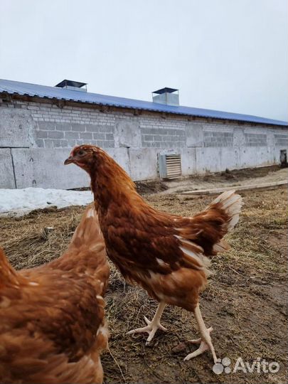 Куры Несушки