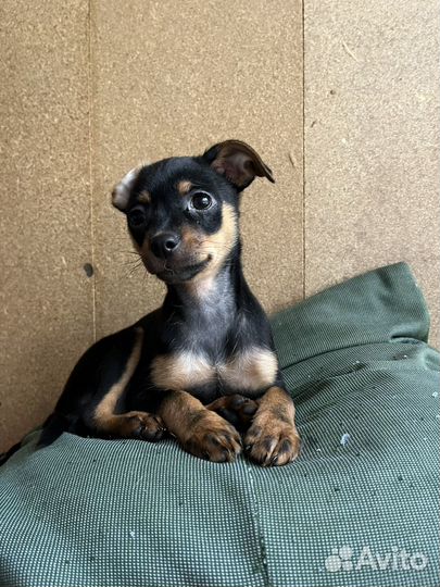 Щенки русский той-терьер