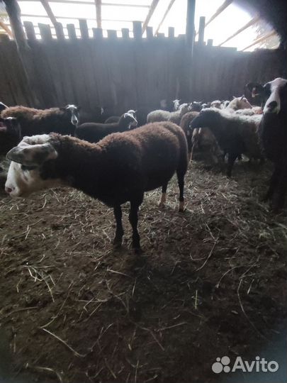 Бараны ягнята